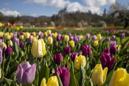 Spomladanska razstava cvetja in tulipanov Arboretum Volčji Potok Foto Mateja Račevski-1